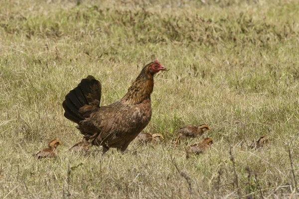 Henne Huhn mit Küken — Stockfoto