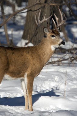 Olgun whitetail buck