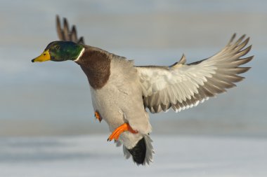 uçan drake yeşilbaş