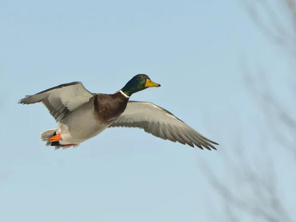 Drake Mallard voador — Fotografia de Stock