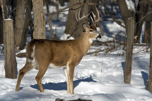 성숙한 whitetail 벅 — 스톡 사진