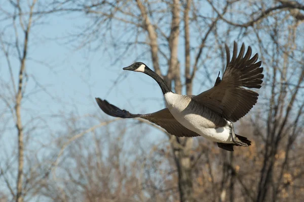 Fliegende Gans — Stockfoto