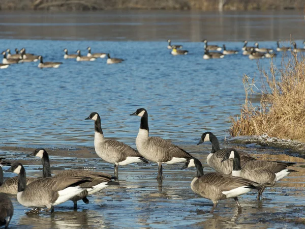 Flock of Canada Geese — Stock Photo, Image