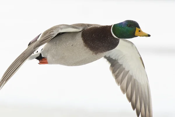 Vliegende drake wilde eend — Stockfoto