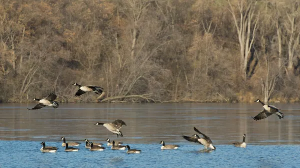 Flying Canada Geese — Stock Photo, Image