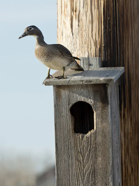 Hout duck vrouw — Stockfoto