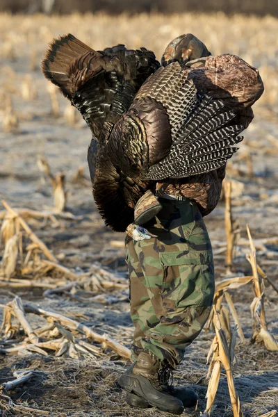 Wild Turkey Hunting — Stock Photo, Image