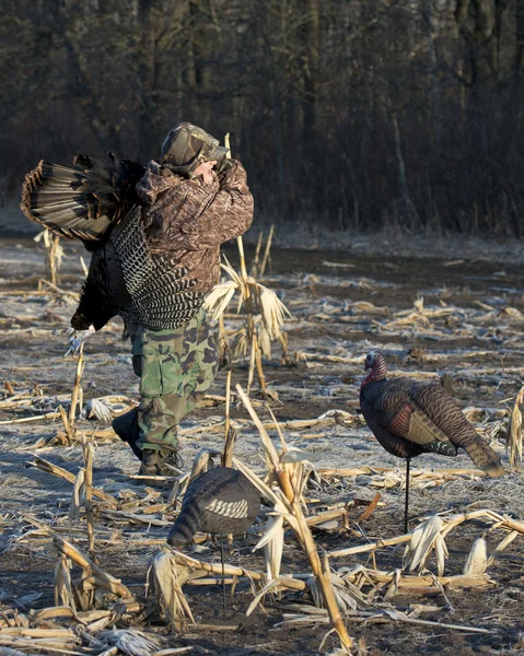 Wild Turkey Caça — Fotografia de Stock