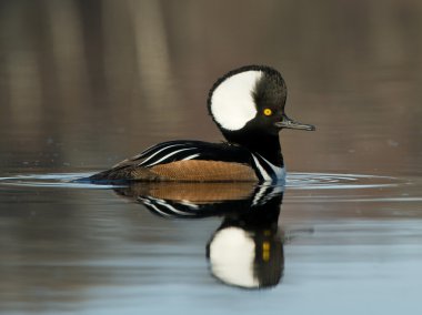 kapşonlu drake merganser
