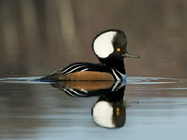 Drake Hooded Merganser — Stock Photo, Image