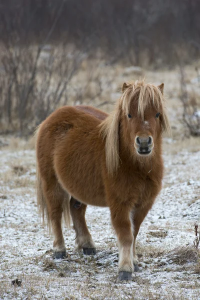 Poney Des Shetland Paturages Cheval Bebe Stock Photo