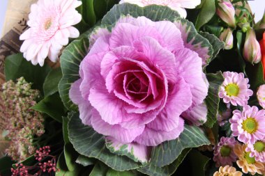 buket pembe brassica Close-Up yakın çekim