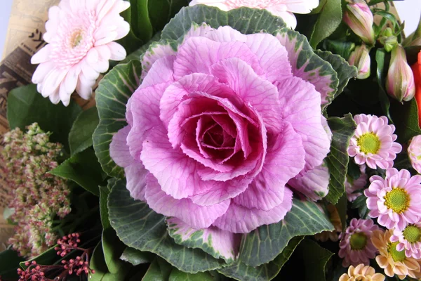 Close-up de rosa Brassica buquê de flores de perto — Fotografia de Stock