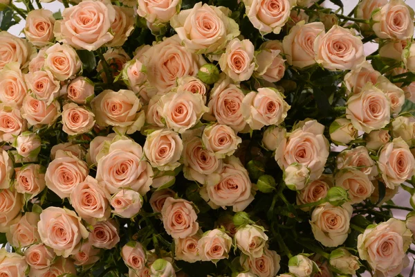 Букет розовых ветвей роз спрей (спрей ) — стоковое фото