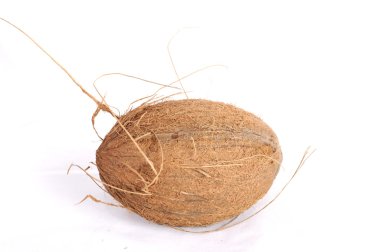 Coconut exotic tropical fruit nut palm fruits   two coconut