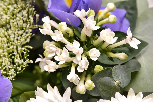 Bouquet hamelatsium — Stock Photo, Image
