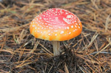 Amanita mantar sonbahar orman