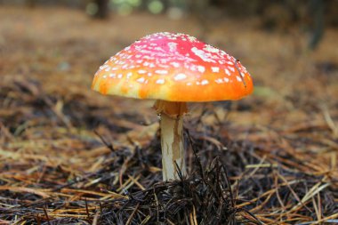 Amanita mantar sonbahar orman