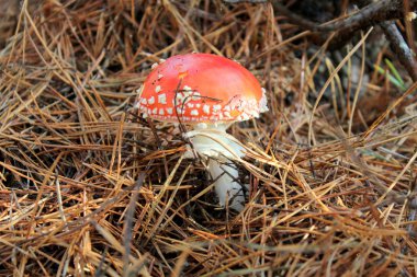 Amanita mantar sonbahar orman