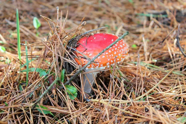 Amanita Pilz Herbst Wald — Stockfoto