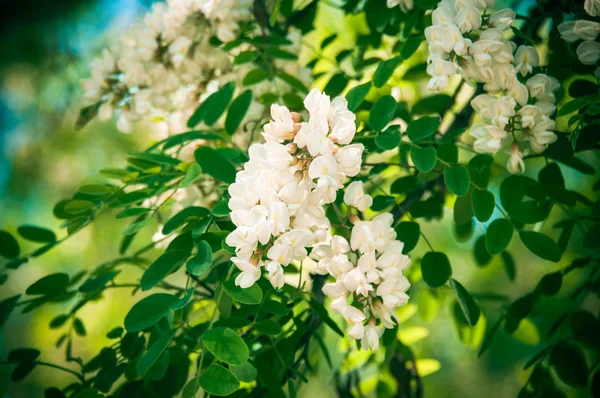Acacias cu flori — Fotografie, imagine de stoc
