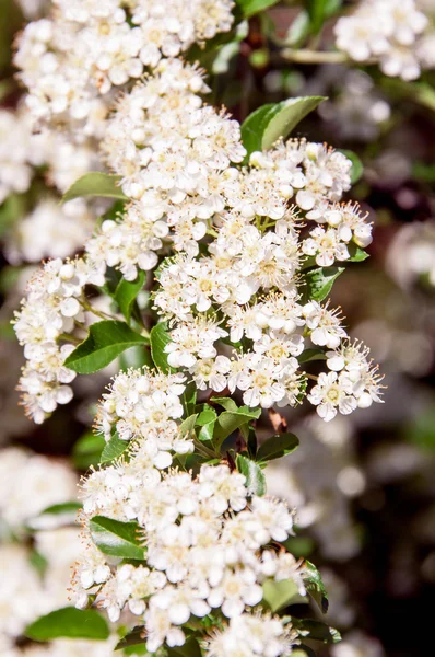 Kersenbloesem, sakura — Stockfoto