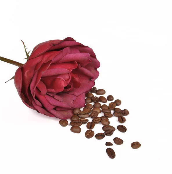 Rose und Kaffee — Stockfoto