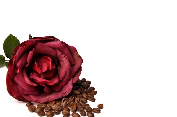 Rose und Kaffee — Stockfoto