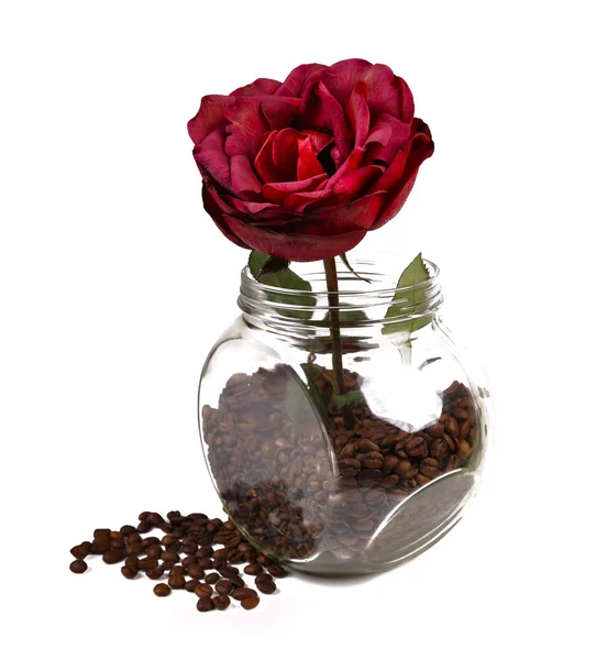 Rose i burk med kaffe — Stockfoto