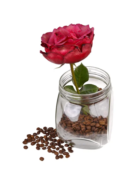 Rose in jar with coffee — Stock Photo, Image