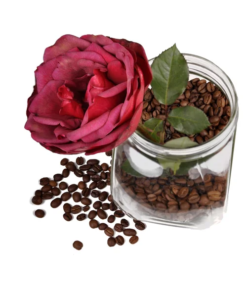 Rose i burk med kaffe — Stockfoto