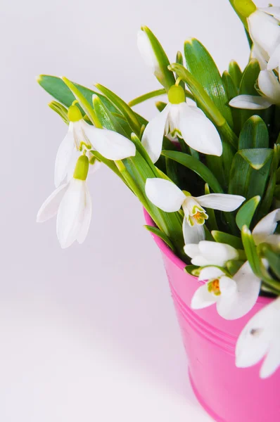 Snowdrops in colorful buckets — Stock Photo, Image