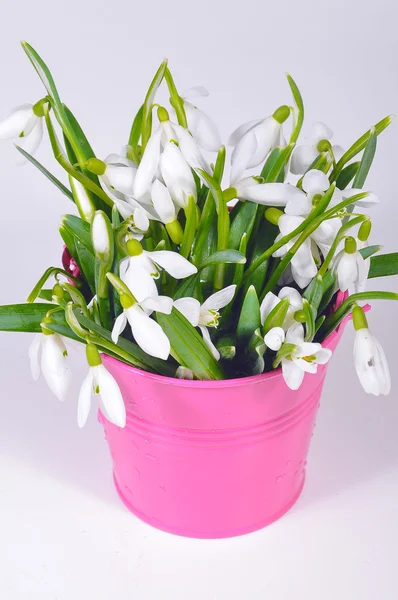 Snowdrops in colorful buckets — Stock Photo, Image