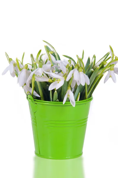 Snowdrops in colorful buckets — Stock Photo, Image