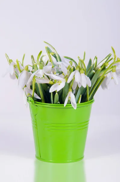 Snowdrops in colorful buckets — Stock Photo, Image