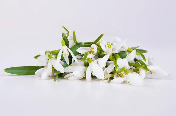 Snowdrops on white table — Stock Photo, Image