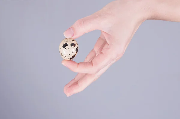 Hand holding a quail egg — Stock Photo, Image