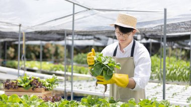 Hidroponik sebze bahçesinin sahibi, tüketicilere, organik tarım ve organik sebzelere, sağlıklı ve vejetaryen gıda kavramına hazırlık amacıyla bir serada tarım ürünlerini denetliyor..