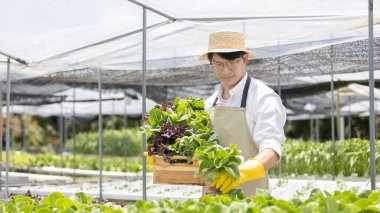 Hidroponik sebze bahçesinin sahibi serada bir sepet sebze tutuyor. Güzel organik yeşil ve mor marul, sağlıklı meyve ve vejetaryen gıda konsepti..