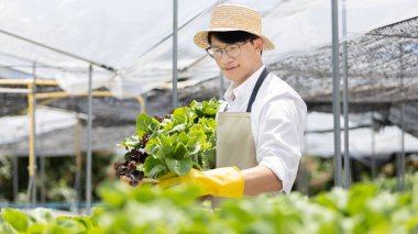 Hidroponik sebze bahçesinin sahibi serada bir sepet sebze tutuyor. Güzel organik yeşil ve mor marul, sağlıklı meyve ve vejetaryen gıda konsepti..