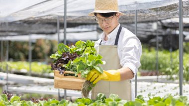 Hidroponik sebze bahçesinin sahibi serada bir sepet sebze tutuyor. Güzel organik yeşil ve mor marul, sağlıklı meyve ve vejetaryen gıda konsepti..