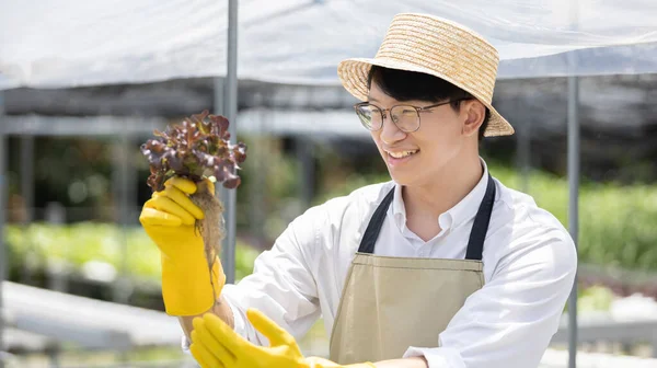 Proprietário Uma Horta Hidropônica Inspeciona Produtos Agrícolas Estufa Preparação Para — Fotografia de Stock