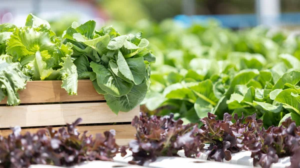 Background image of green oak green and purple lettuce,  Hydroponics or organic vegetable garden in the greenhouse. Vegetables are beautiful to eat with no insect bite marks.