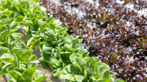 Background image of green oak green and purple lettuce,  Hydroponics or organic vegetable garden in the greenhouse. Vegetables are beautiful to eat with no insect bite marks.