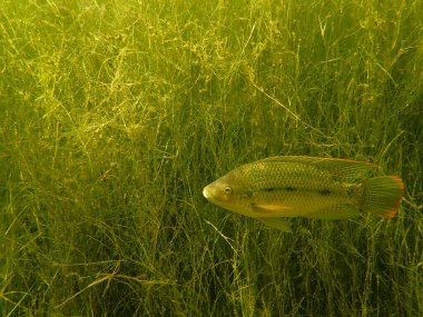 Mozambik Tilapia Balıkları Su Yabani Otları (Oreochromis mossambicus), Sedgefield, Güney Afrika