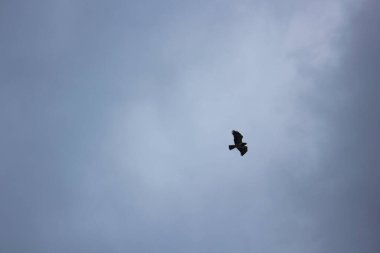 Kara Göğüslü Yılan Kartalı (Circaetus pectoralis) Fırtına Bulutları Arasında Yükseliyor