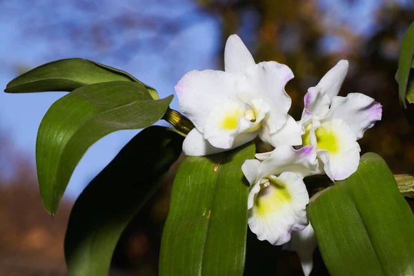Dendrobium Lucky Girl Orchid Flowers Leafy Stem Den Romance Den — Foto de Stock