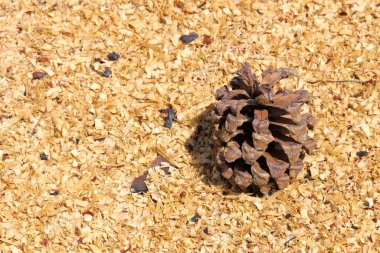 Çam ağacı talaşında Monterey Çam Kozalağı (Pinus radiata))
