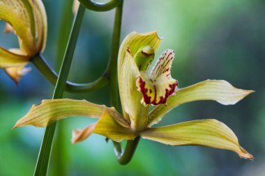 Cymbidium Bot Orkide Çiçeği (Ania penangiana x Cymbidium sanderae)