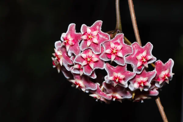 Vibrantes Flores Cera Suculenta Rosa Hoya Wayetii Sudáfrica — Foto de Stock